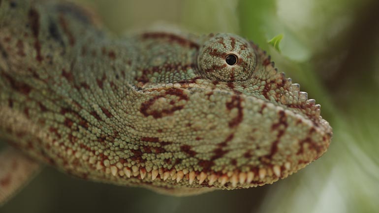 Caméléon