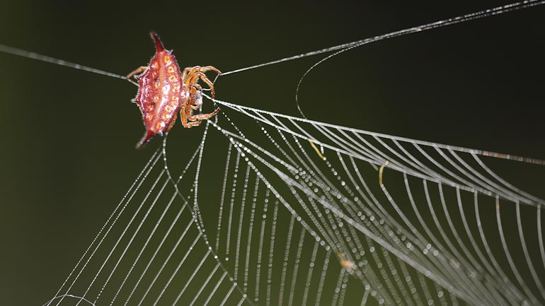 Une araignée range sa toile