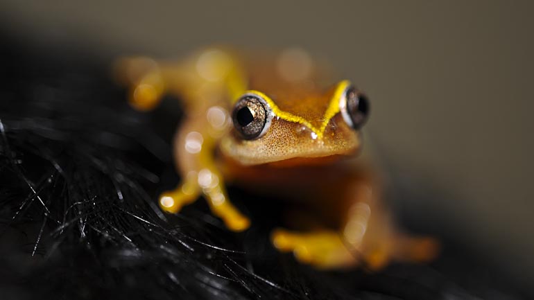 Magnifique petite grenouille dorée