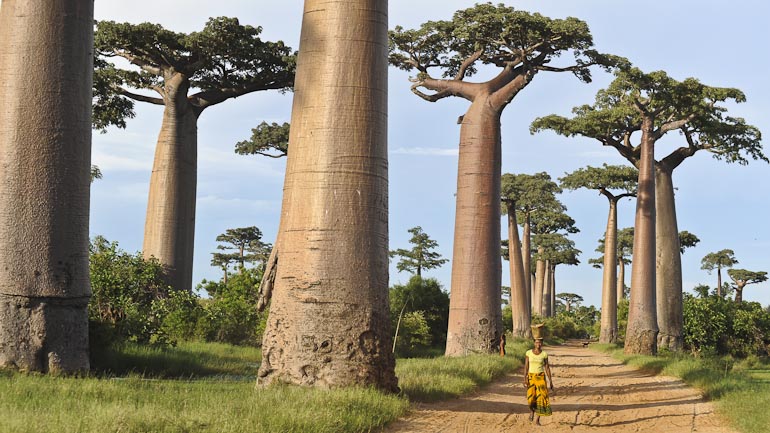 Une incroyable succession d'immenses baobabs Grandidieri, site classé!