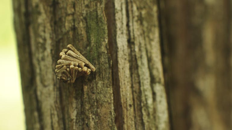 Larve camouflée de bois