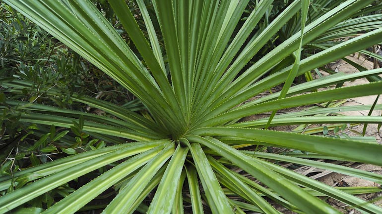 Pandanus