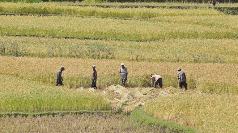 Travail dans les rizières le long de la route