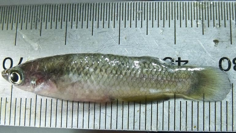 Pachypanchax