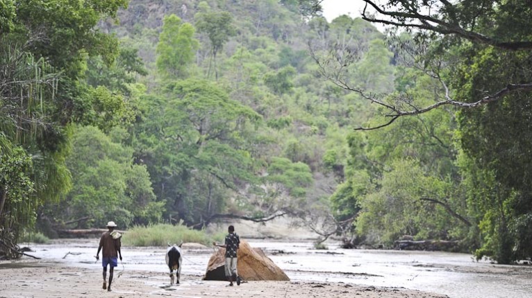 Zébu dans le massif du Makay à Madagascar