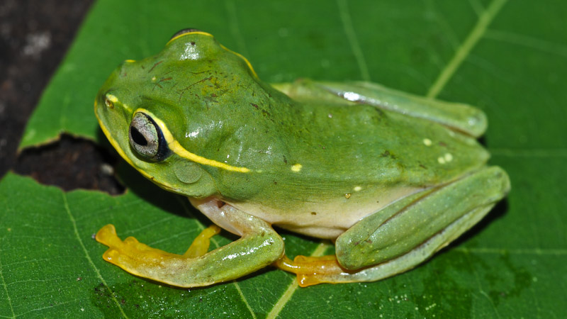 Grenouille_Makay_Madagascar_Naturevolution_Christopher_Raxworthy