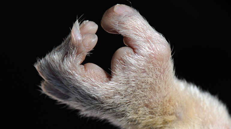 Les mains de bébé velues d'une femelle Mirza Coquereli, une espèce de lémurien assez commune dans le massif du Makay à Madagascar.© Pierre Schmitt / Naturevolution
