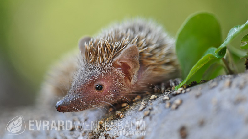 Tenrec_Makay