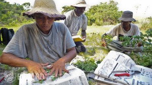 botanists