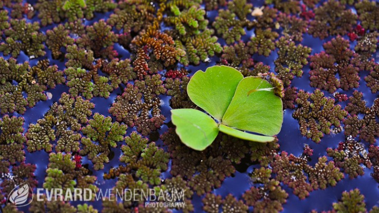 Two floating ferns, Makay Massif, Madagascar.