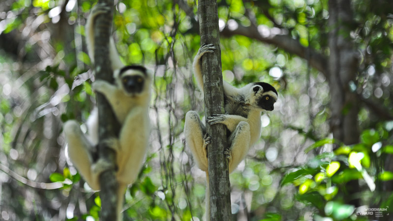 Makay Lemurs