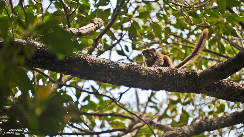 Hapalemur, ou lemurien bambou, dans le massif du Makay