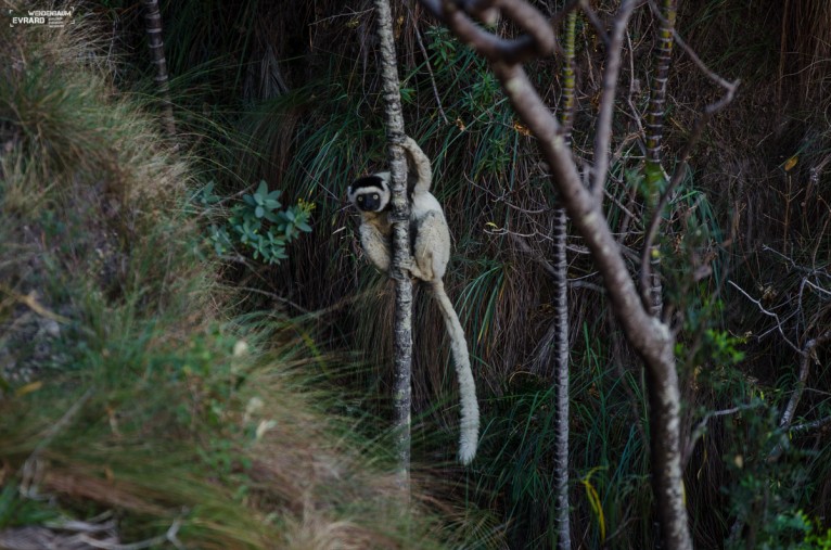 Lémurien Sifaka