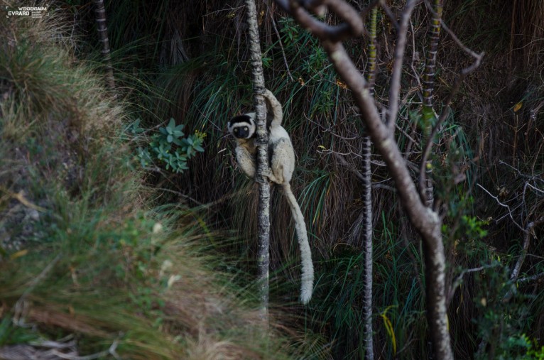 Lemur Sifaka