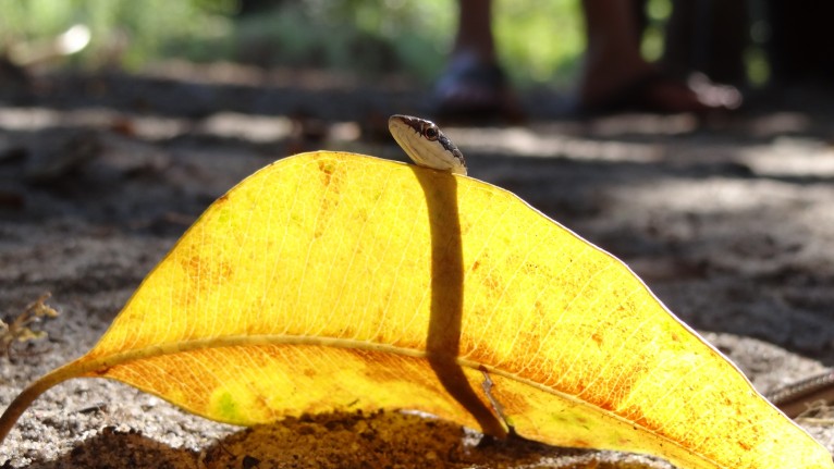 Un reptile inoffensif visite le chantier des écovolontaires