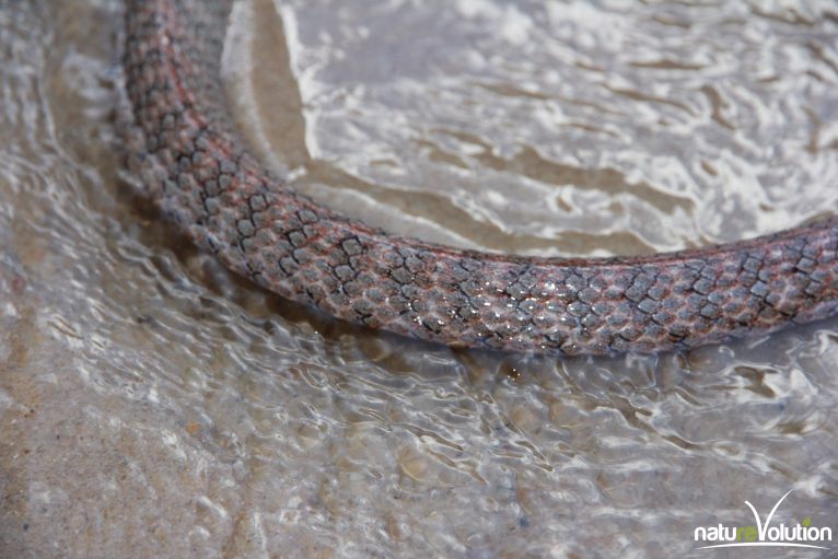 17-07-2016-serpent-dans-la-riviere-pres-du-camp-de-base-15-copier