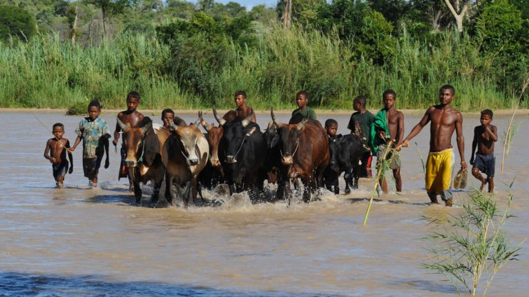 Troupeau de zébus traversant une rivière du Makay, Madagascar, 2010.