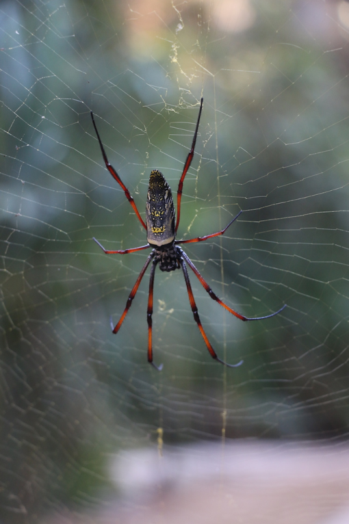 Araignée du genre Nephila dans le Makay
