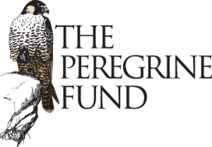 The Peregrine Fund