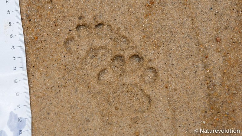 Traces de fossas dans le Makay, Madagascar