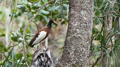 Oiseau dans le massif du Makay à Madagascar