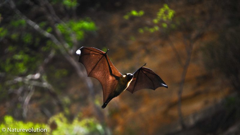 Roussette, renard volant, flying foxes, ou encore Pteropus rufus