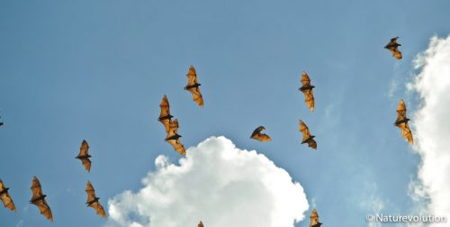 Roussette, renard volant, flying foxes, Pteropus rufus - massif du Makay, Madagascar