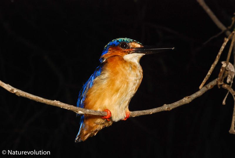 Martin-pêcheur du Makay, Madagascar