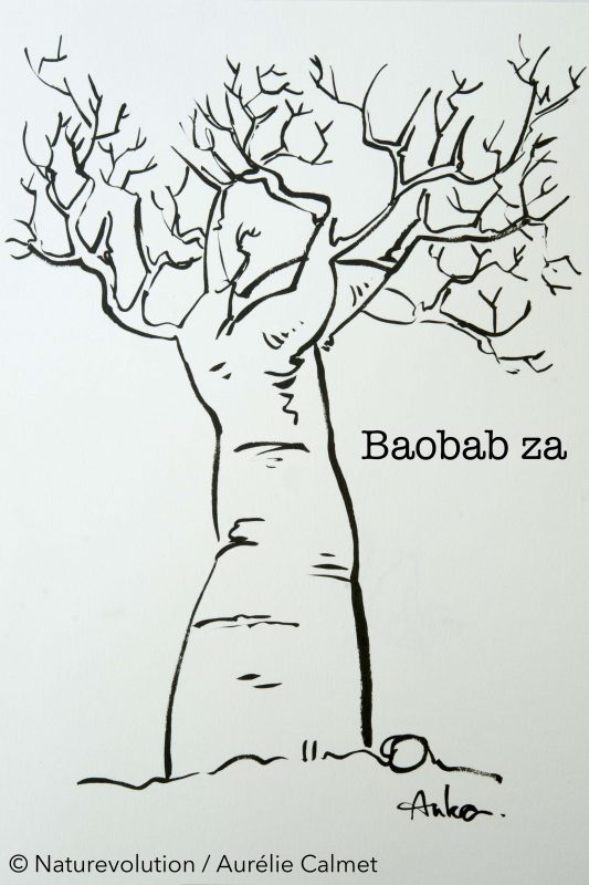 Baobab Za
