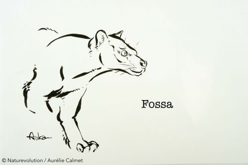 Fossa