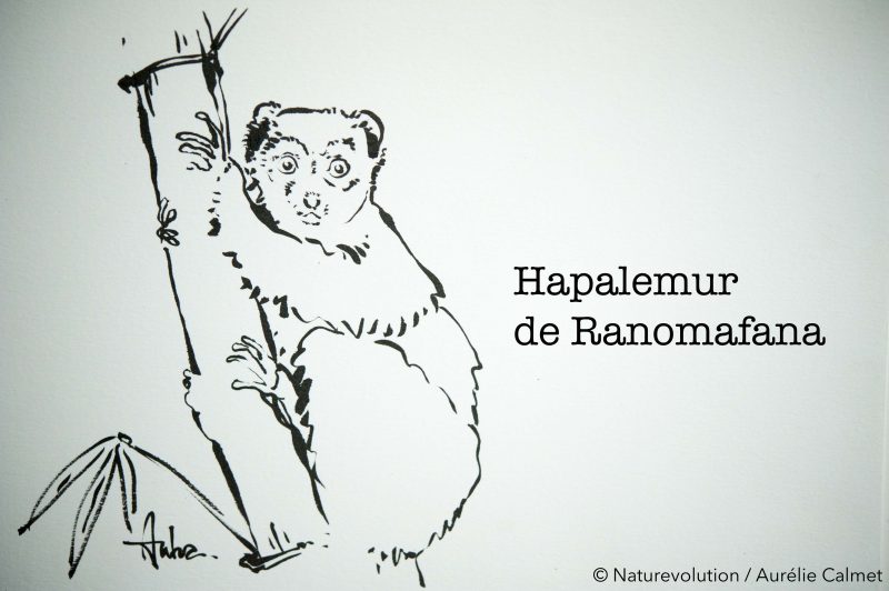 Hapalemur de Ranomafana