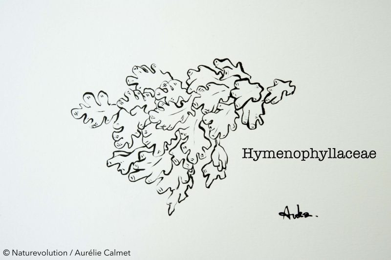 Hymenophyllaceae