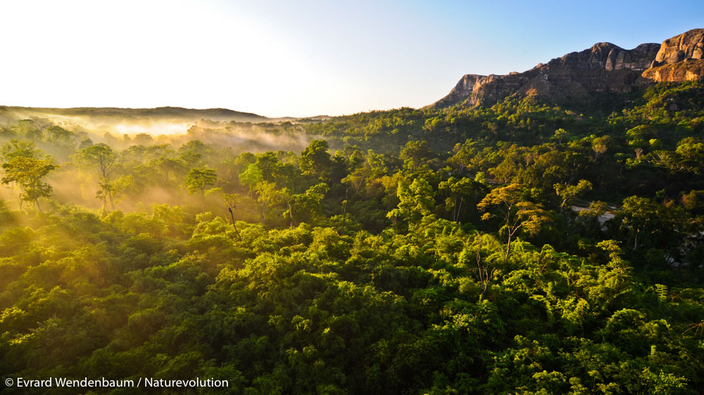 La foret de Menapanda, massif du Makay