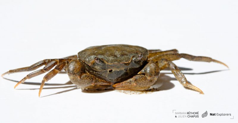 La première espèce de crabe découverte dans le Makay
