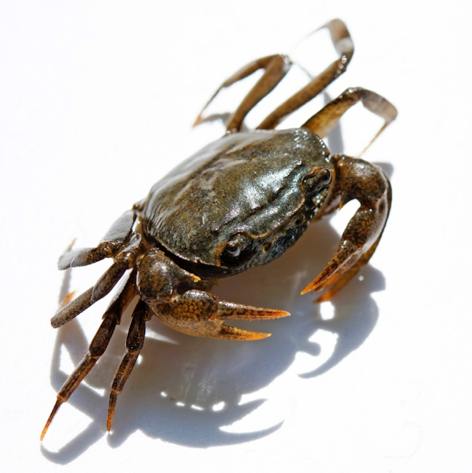 Première espèce de crabe découverte dans le massif du Makay