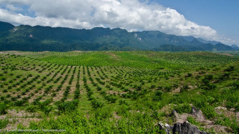 Plantation de palmier à huile à Sulawesi, Indonésie.
