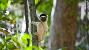 Lemur of Makay