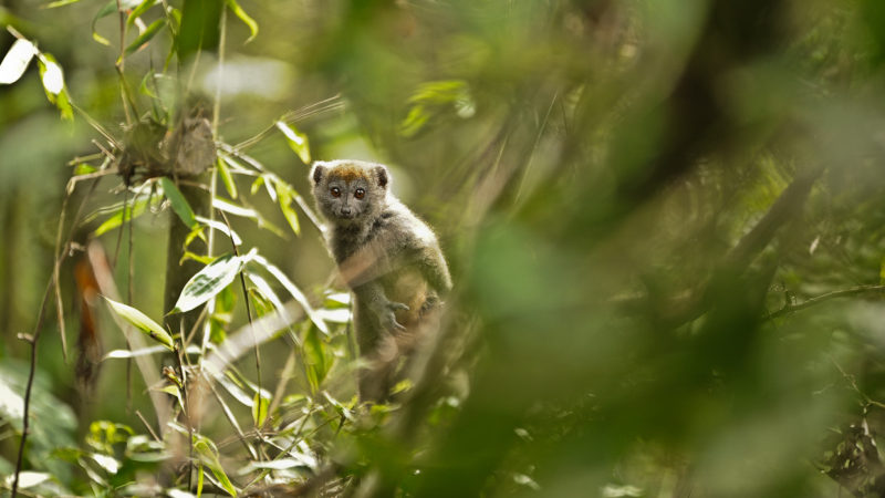 Hapalémur ou lémurien bambou dans le massid du Makay à Madagascar