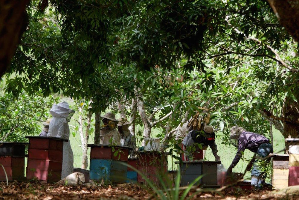 Formation d'apiculteurs aux méthodes de l'apiculture moderne.