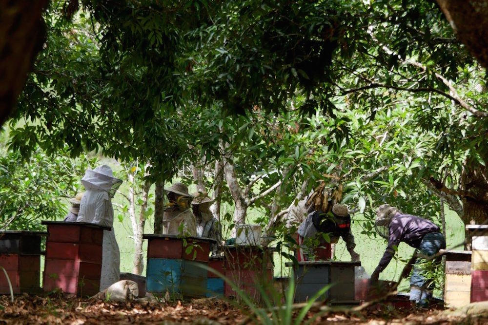 Training of beekeepers in modern beekeeping methods.