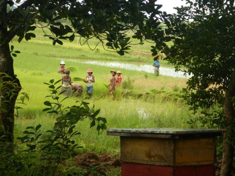 Ruches et récolte du riz à Madagascar