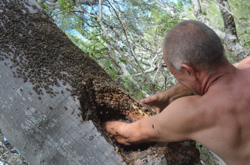 L'apiculture à Madagascar | Naturevolution