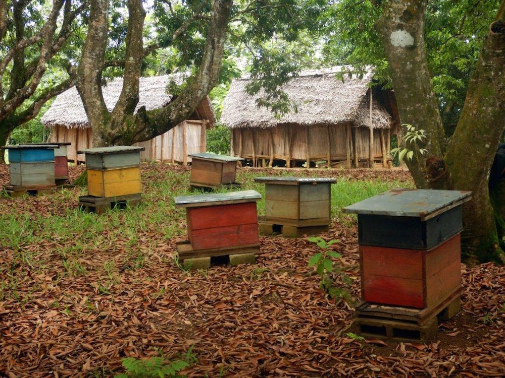 L'apiculture à Madagascar | Naturevolution