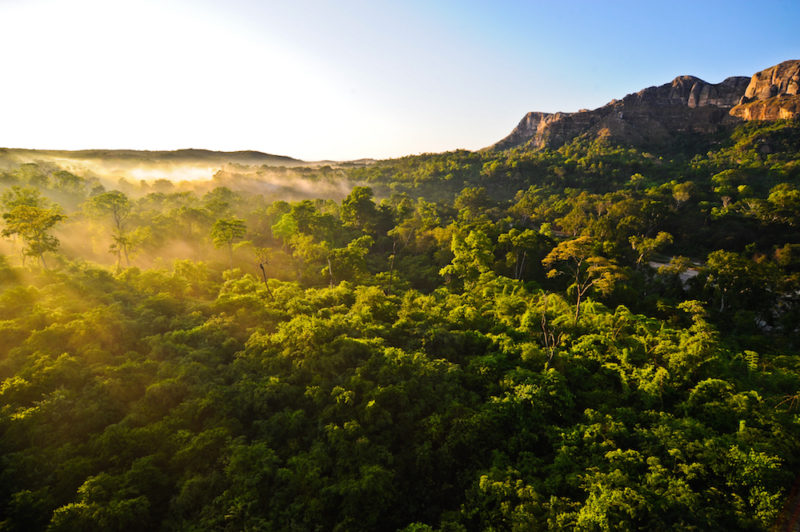 Forêt du massif du Makay