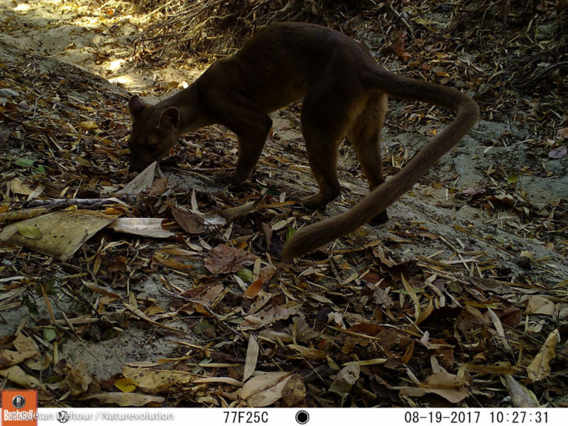 First photos of wild fossa in Madagascar's Makay massif