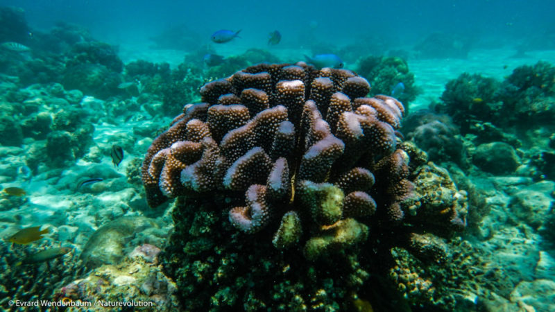 Coral reefs in Matarape Bay, Sulawesi, Indonesia.