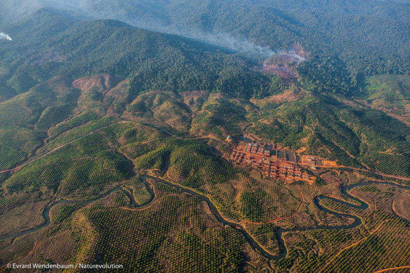 Déforestation et plantations d'huile de palme. Massif de Matarombeo, Nord Konawe, île de Sulawesi, Indonésie.