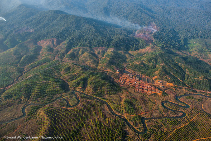 Deforestation and palm oil plantations. Matarombeo Massif, North Konawe, island of Sulawesi, Indonesia.