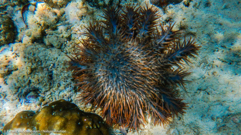 L'étoile de mer Acanthaster Planci ou "couronne d'épines"