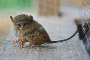 Tarsier